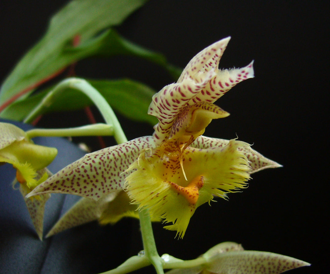 Catasetum fimbriatum - Br orquidea