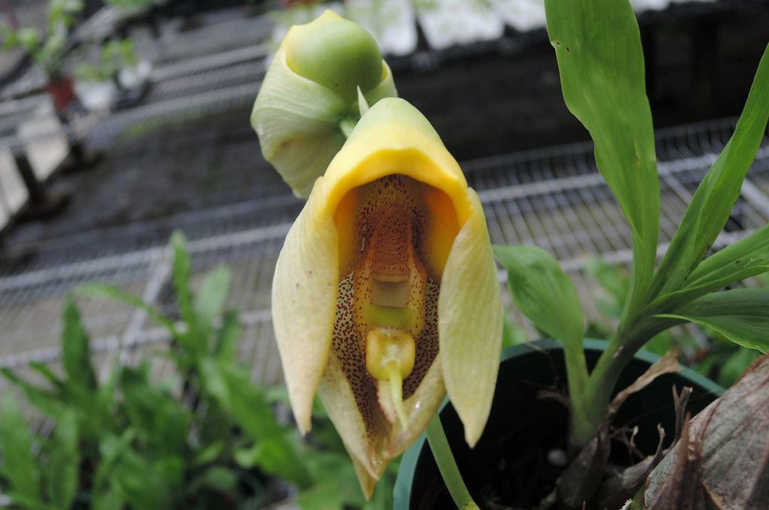 Catasetum macrocarpum 'Jumbo'