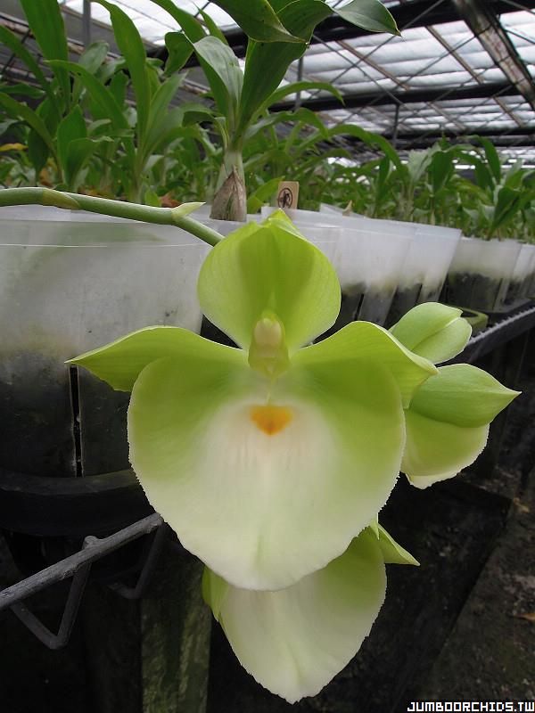 Catasetum pileatum 'Jumbo Gold'