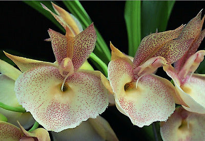 Catasetum pileatum 'Red Pena' HCC/AOS