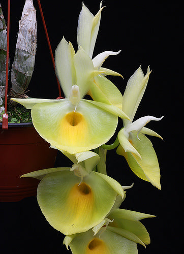 Catasetum pileatum