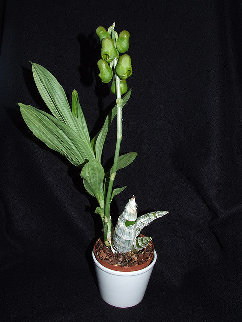 Catasetum planiceps