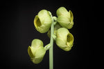 Load image into Gallery viewer, Catasetum planiceps