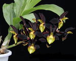 Load image into Gallery viewer, Catasetum tenebrosum