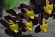 Catasetum tenebrosum