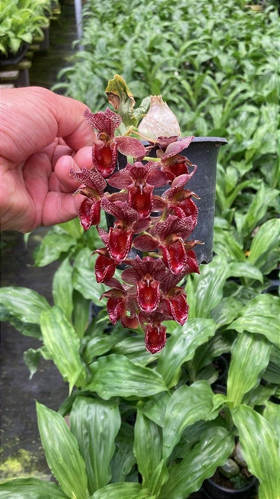 Catasetum Tupã (cirrhaeoides x denticulatum)