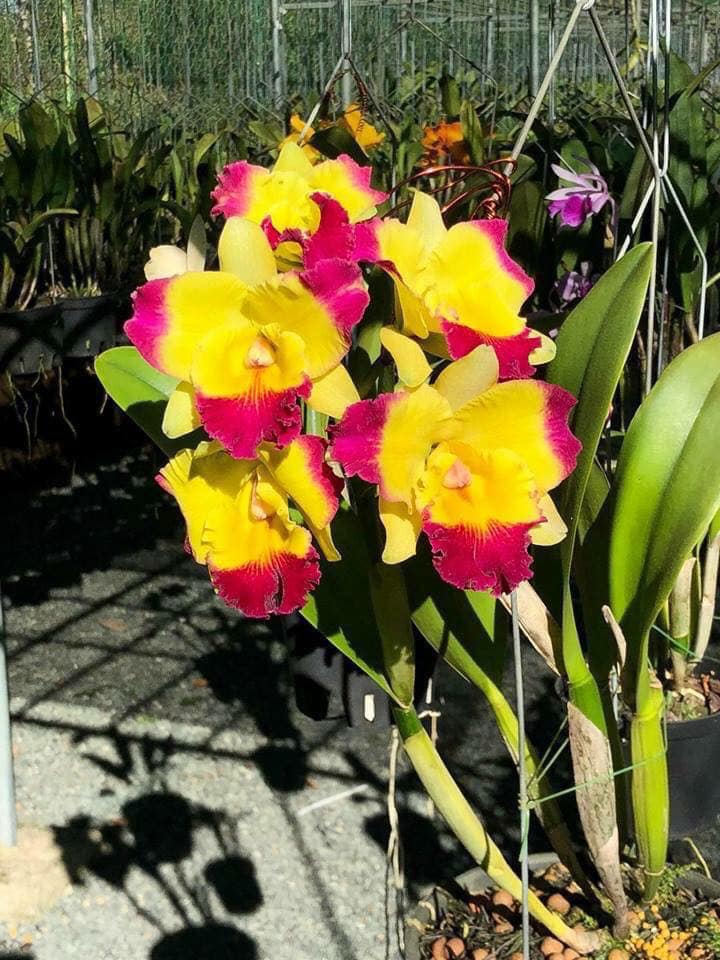 Rhyncholaeliocattleya Taiwan Fantasy 'T Y'  (Taiwan Chaffinch Gold x Tzeng -Wen Beauty )