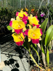 Rhyncholaeliocattleya Taiwan Fantasy 'T Y'  (Taiwan Chaffinch Gold x Tzeng -Wen Beauty )