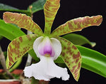 Load image into Gallery viewer, Cattleya aclandiae var. Albescens Carolyne" x self