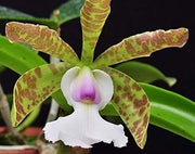 Cattleya aclandiae var. Albescens Carolyne