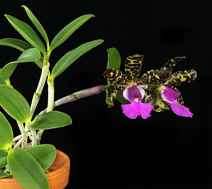 Cattleya aclandiae
