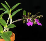 Carica l'immagine nel visualizzatore Galleria, Cattleya aclandiae tipo 'Sakamoto' - Br Orquidea