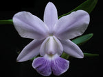 Carica l&#39;immagine nel visualizzatore Galleria, Cattleya Aloha Case var. coerulea &#39;KS&#39; (C. Mini Purple x Cattleya walkeriana)
