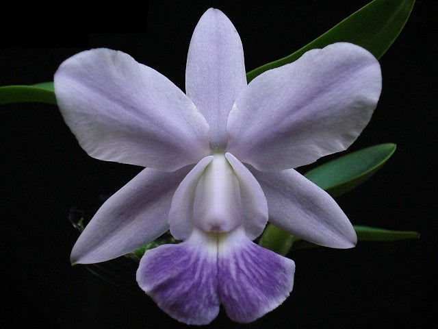 Cattleya Aloha Case var. coerulea 'KS' (C. Mini Purple x Cattleya walkeriana)