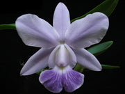 Cattleya Aloha Case var. coerulea 'KS' (C. Mini Purple x Cattleya walkeriana)