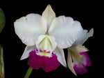 Carica l&#39;immagine nel visualizzatore Galleria, Cattleya Aloha Case var. semialba (C.Mini Purple x C.walkeriana)
