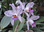Carica l'immagine nel visualizzatore Galleria, Cattleya amethystoglossa var. coerulea 'Paiguas' - Brazil Import