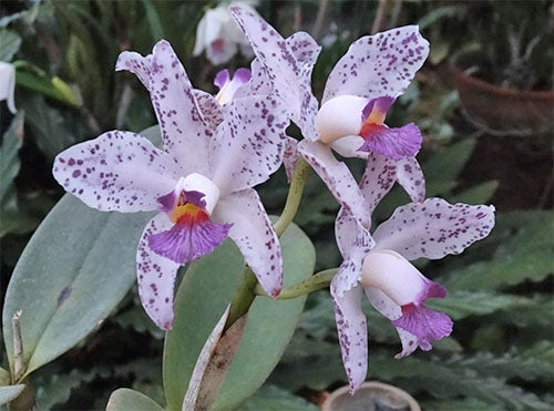 Cattleya amethystoglossa var. coerulea 'Paiguas' - Brazil Import