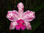 Carica l'immagine nel visualizzatore Galleria, Cattleya amethystoglossa PPP X Suzie Q 4n