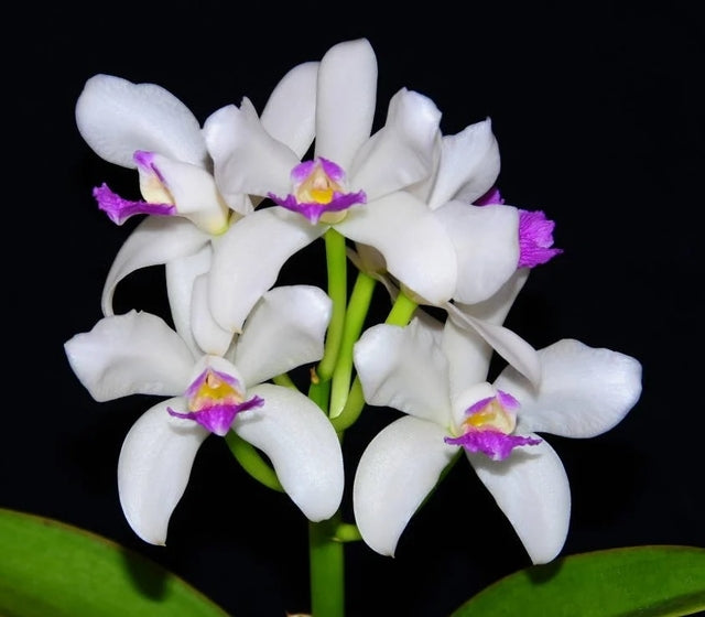 Cattleya amethystoglossa f. semi alba  - Br Orquidea