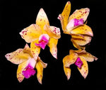 Chargez l'image dans la visionneuse de galerie, Cattleya amethystoglossa aurea 'aquinii'