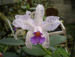 Carica l'immagine nel visualizzatore Galleria, Cattleya amethystoglossa var. coerulea 'Paiguas' - Brazil Import