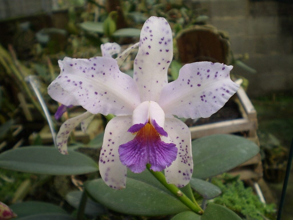 Cattleya amethystoglossa var. coerulea 'Paiguas' - Brazil Import