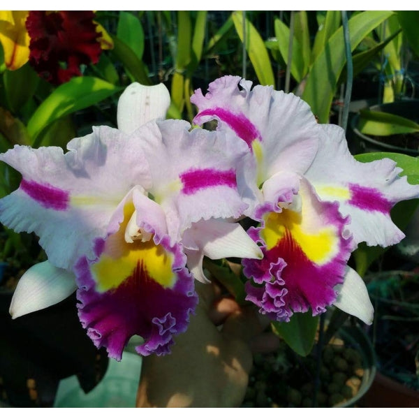 Cattleya Patchara Fancy