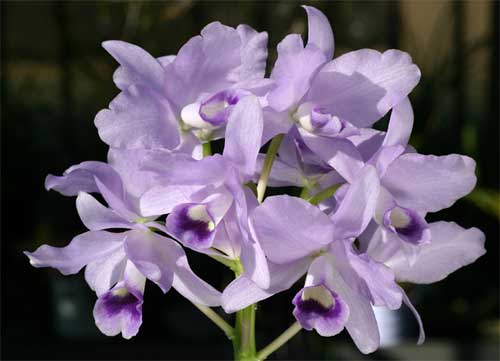 Cattleya bowringiana var. coerulea