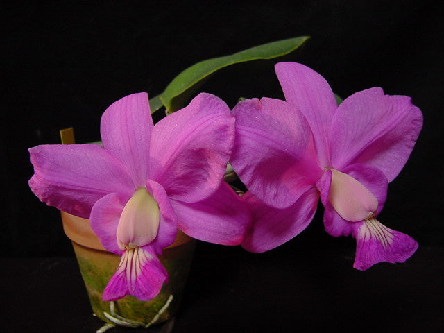 Cattleya Brazilian Jewel 'Cute' (C. walkeriana x C. nobilior)