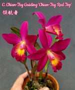 Carica l&#39;immagine nel visualizzatore Galleria, Cattleya Chain-Tzy Guiding &#39;Chain-Tzy Red Top&#39;
