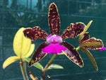 Load image into Gallery viewer, Cattleya Chialin Doll 'Toy' (C. Hawaiian Variable x C. Netrasiri Beauty)