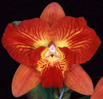 Carica l&#39;immagine nel visualizzatore Galleria, Cattleya Cosmic Delite (C. Bright Angel x C. Batemaniana)
