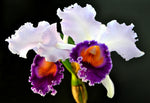 Carica l&#39;immagine nel visualizzatore Galleria, Cattleya Dinard &#39;Blue Heaven&#39; (C. Saint Gothard -1908 x C. Dinah)
