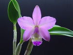 Carica l'immagine nel visualizzatore Galleria, Cattleya dolosa