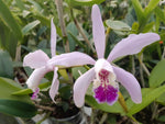 Carica l'immagine nel visualizzatore Galleria, Cattleya dolosa x intermedia