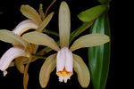 Carica l'immagine nel visualizzatore Galleria, Cattleya forbesii