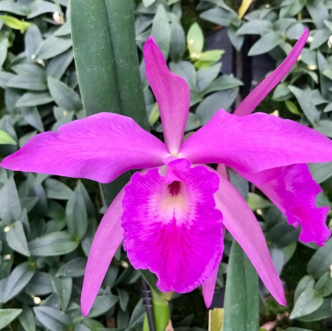 Bc. Pyrrha (B. glauca x C. labiata)