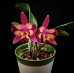 Carica l&#39;immagine nel visualizzatore Galleria, Cattleya Hawaiian Splash &#39;Lea&#39; BM/JOGA
