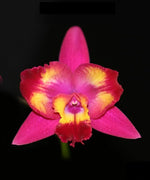 Carica l&#39;immagine nel visualizzatore Galleria, Cattleya Hawaiian Splash &#39;Lea&#39; BM/JOGA
