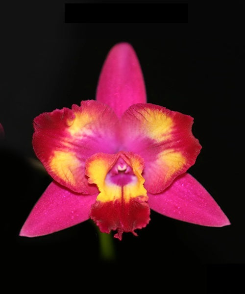 Cattleya Hawaiian Splash 'Lea' BM/JOGA