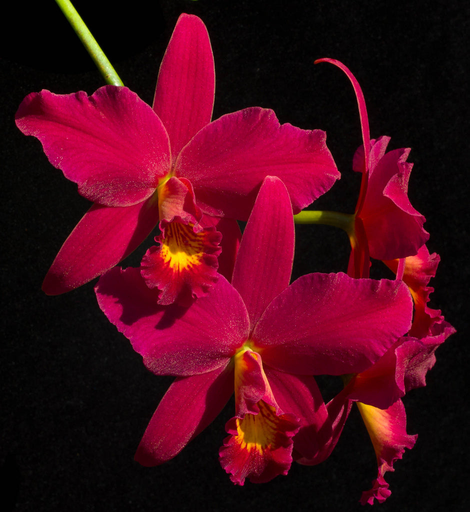 Sophrolaeliocattleya Hsin Buu Lady