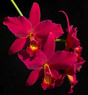 Sophrolaeliocattleya Hsin Buu Lady