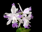 Carica l'immagine nel visualizzatore Galleria, Cattleya intermedia var. aquinii coerulea