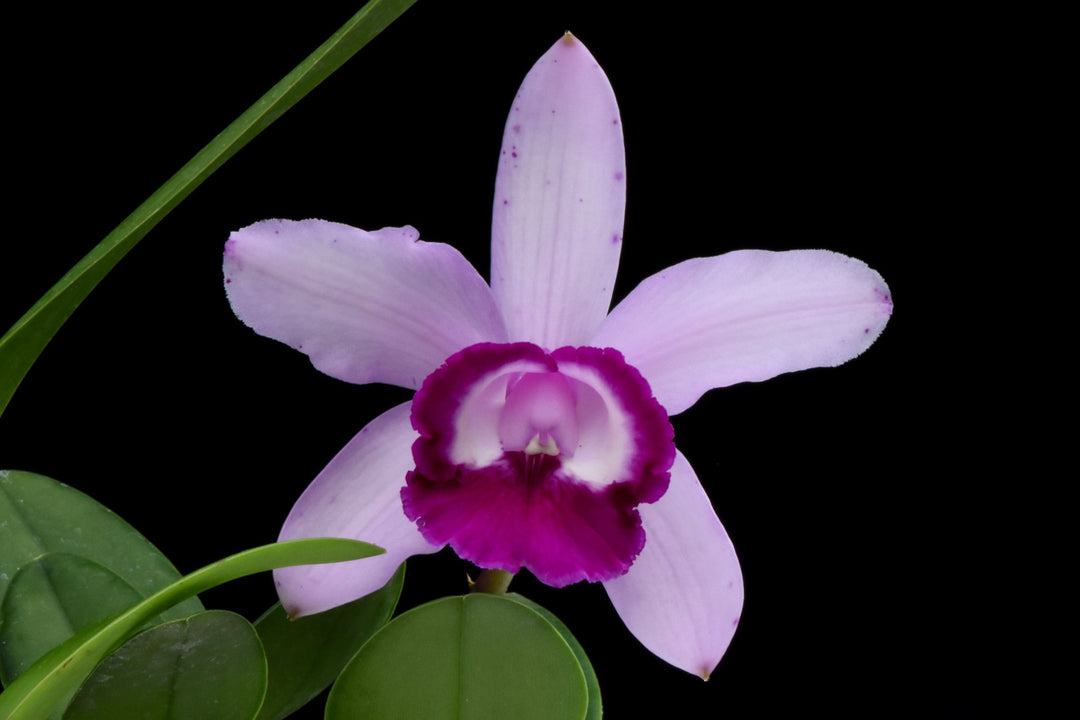 Cattleya intermedia var. orlata 'Rio'