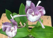 Epidendrum cochleatum x Cattleya intermedia