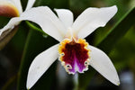 Load image into Gallery viewer, Cattleya iricolor x luteola