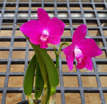 Cattleya Jewel Star 'Happy Firy' ( C. Starry Sky × C. Orpetii)