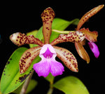Carica l'immagine nel visualizzatore Galleria, Cattleya Landate (C. guttata var. Prinzii x C. aclandiae)