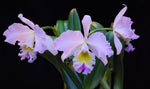 Carica l&#39;immagine nel visualizzatore Galleria, Rhyncholaeliocattleya Languedoc ‘Singapore Welcome’ AM/AOS (Rlc. Déesse × C. Mem. Rosemary)
